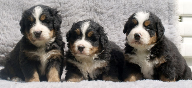 Tennessee - Thiago - Titan