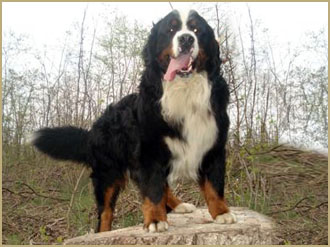 Diego de Luxe von Haus Himer