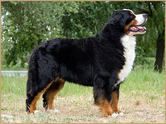 Kistündér Arany "Aszu"