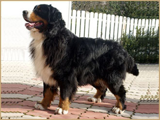 Medves-Hegyi Dolinka