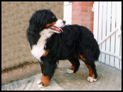 Wekerlei-Nagymedve Quitta