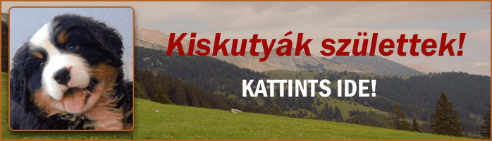 Kiskutyák születtek! Születési idő: 2025. augusztus 15-e.